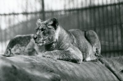 Un lionceau, né dans la ménagerie en juillet 1923, Zoo de Londres, juillet 1924 - Frederick William Bond