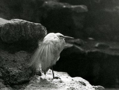 Un Aigrette Garzette reposant parmi les rochers au Zoo de Londres en 1930 (photo n/b) - Frederick William Bond