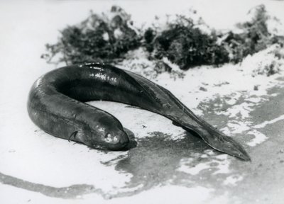 Un Poisson-poumon reposant hors de l