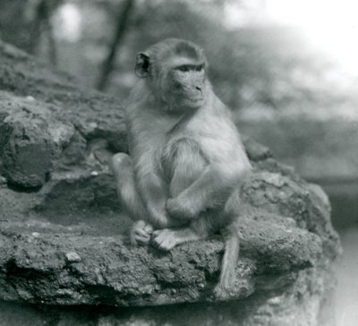 Un macaque assis sur un rocher au Zoo de Londres - Frederick William Bond