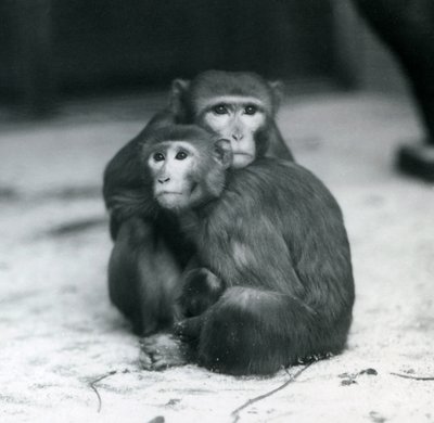 Un macaque avec son bébé assis ensemble sur le sol de leur enclos, Zoo de Londres - Frederick William Bond