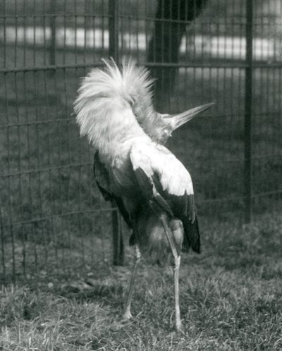 Une cigogne maguari exécutant la danse haut-bas, Zoo de Londres, juillet 1925 - Frederick William Bond