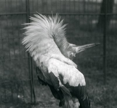 Une cigogne maguari exécutant la danse haut-bas, Zoo de Londres, juillet 1925 - Frederick William Bond