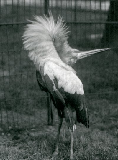 Un marabout maguari exécutant la parade haut-bas, zoo de Londres, juillet 1925 - Frederick William Bond