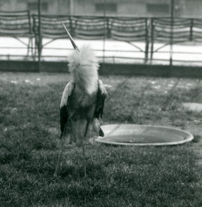 Une cigogne Maguari effectuant l