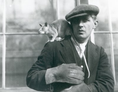 Un rat géant malgache assis sur l