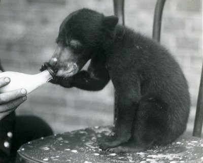 Un ourson malais ou ours du soleil assis sur une chaise tout en étant nourri au biberon par son gardien au zoo de Londres, années 1920 - Frederick William Bond