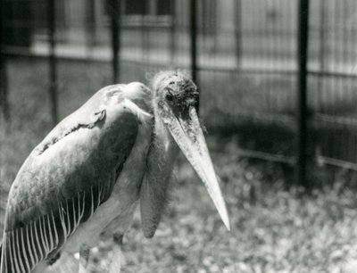 Un marabout debout dans son enclos au Zoo de Londres en septembre 1928 - Frederick William Bond