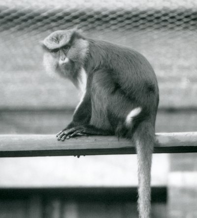 Un singe Mona assis sur une barre horizontale dans son enclos au Zoo de Londres en septembre 1925 - Frederick William Bond