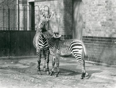 Une zèbre de montagne et son poulain au Zoo de Londres en 1929 (photo n/b) - Frederick William Bond