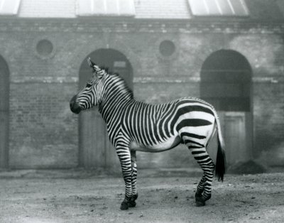 Un zèbre de montagne debout, dans son enclos, devant les grandes portes de la maison des girafes au zoo de Londres en 1927 - Frederick William Bond