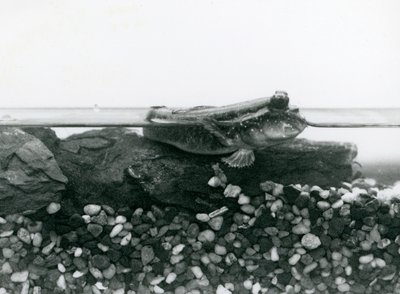 Un gobie, reposant sur des rochers submergés, avec ses yeux au-dessus de l
