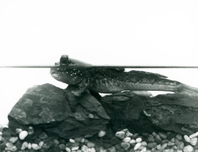Un gobie, reposant sur des rochers submergés, avec ses yeux au-dessus de l