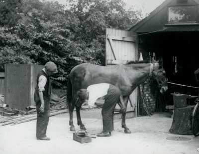 Un mulet ferré au Zoo de Londres en 1924 - Frederick William Bond