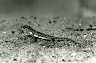 Un gecko des sables de Namib / Gecko à pattes palmées debout sur le sable, Zoo de Londres, septembre 1928 - Frederick William Bond
