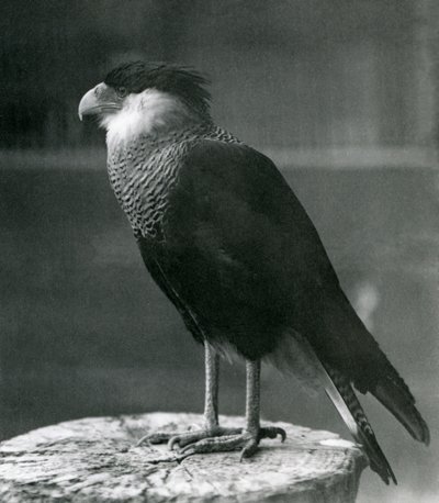 Un Caracara huppé du Nord au Zoo de Londres, avant 1930 - Frederick William Bond