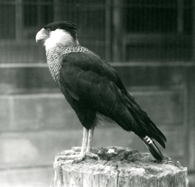 Un caracara huppé du Nord sur une bûche au Zoo de Londres, septembre 1925 - Frederick William Bond