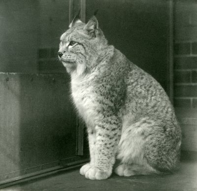 Un lynx boréal, Zoo de Londres, février 1925 - Frederick William Bond
