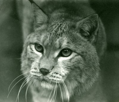 Un lynx boréal, Zoo de Londres, février 1925 - Frederick William Bond