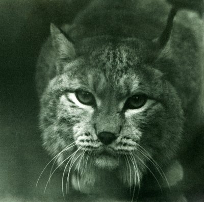 Un lynx boréal, Zoo de Londres, février 1925 - Frederick William Bond