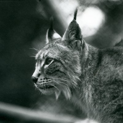 Un lynx boréal au Zoo de Londres, juillet 1925 - Frederick William Bond