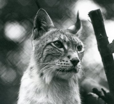 Un lynx boréal au Zoo de Londres, juillet 1925 - Frederick William Bond