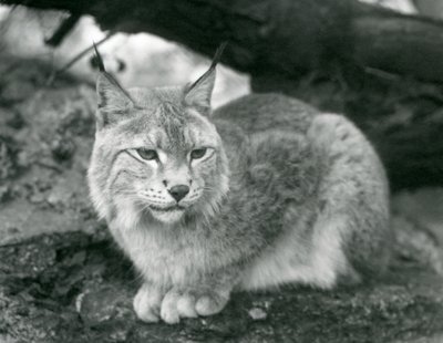 Un lynx boréal assis sur un rocher, Zoo de Londres, octobre 1925 - Frederick William Bond
