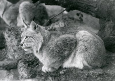 Un lynx boréal assis sur un rocher, Zoo de Londres, octobre 1925 - Frederick William Bond