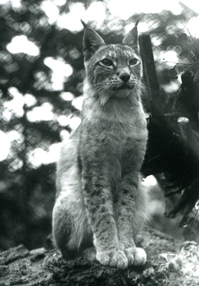 Un lynx boréal assis au Zoo de Londres, juillet 1925 - Frederick William Bond