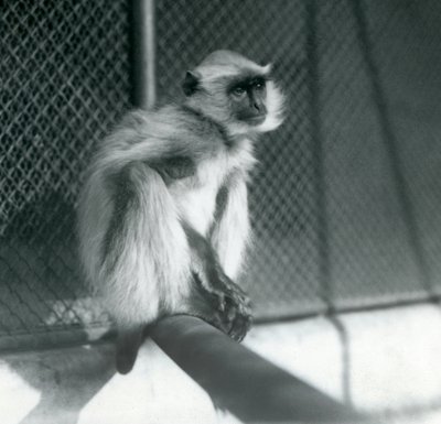 Un langur gris des plaines du Nord assis sur un perchoir dans son enclos au zoo de Londres en 1928 - Frederick William Bond