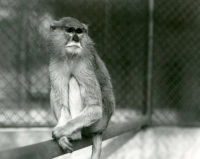 Un singe Patas/Wadi/Hussar assis sur une branche au zoo de Londres en 1928 - Frederick William Bond