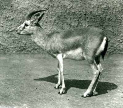 Une gazelle persane au Zoo de Londres en juin 1925 - Frederick William Bond