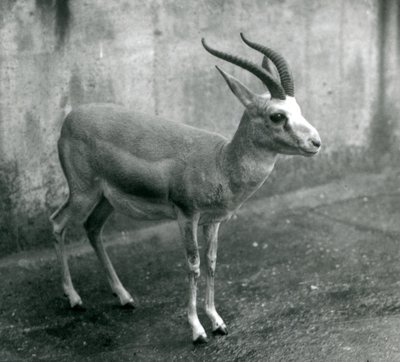 Une gazelle persane, à goitre ou à queue noire au zoo de Londres, août 1927 - Frederick William Bond