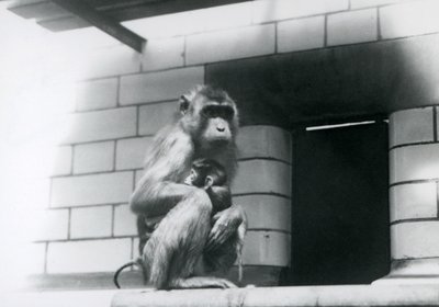 Un macaque à queue de cochon tenant son bébé assise sur un rebord carrelé dans son enclos au Zoo de Londres en 1928 - Frederick William Bond