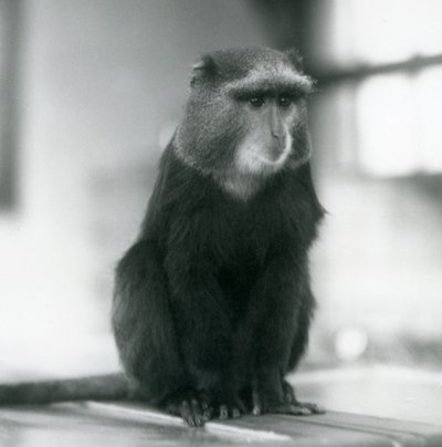 Un singe Pluto, ou singe bleu, assis sur un banc, Zoo de Londres - Frederick William Bond