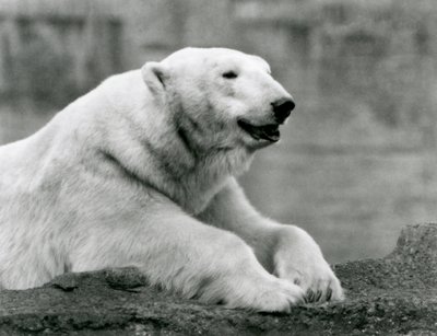 Un ours polaire se reposant sur une corniche rocheuse au zoo de Londres en 1931 (photo n/b) - Frederick William Bond