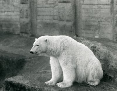 Un Ours Polaire assis sur un rebord rocheux au Zoo de Londres en septembre 1927 - Frederick William Bond