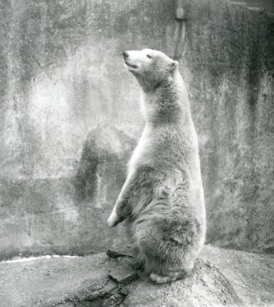 Un ours polaire assis sur ses pattes arrière au zoo de Londres en 1929 - Frederick William Bond
