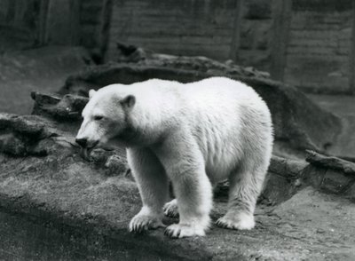 Un ours polaire debout au bord de son enclos à la base des terrasses Mappin, Zoo de Londres, septembre 1928 - Frederick William Bond