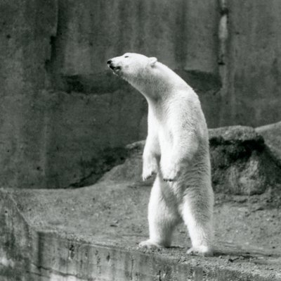 Un ours polaire debout, sur ses pattes arrière, au bord de son enclos sur les terrasses Mappin, zoo de Londres - Frederick William Bond