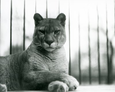 Un puma/cougar/lion de montagne/catamount se reposant au zoo de Londres en 1931 - Frederick William Bond