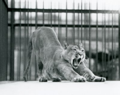 Un puma bâillant et s