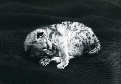 Un puma au zoo de Londres - Frederick William Bond
