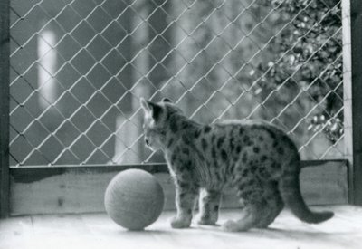 Un chaton puma avec une balle, regardant hors de son enclos, Zoo de Londres, 1923 - Frederick William Bond