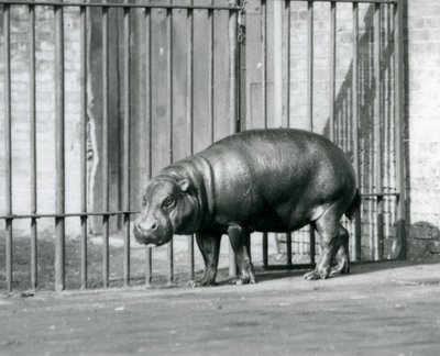 Un Hippopotame Pygmée au Zoo de Londres en 1927 - Frederick William Bond