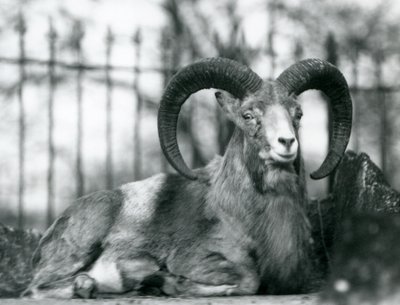 Un bélier assis au zoo de Londres, 1925 - Frederick William Bond