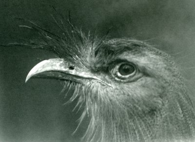 Un cariama huppé au Zoo de Londres, 1924 - Frederick William Bond