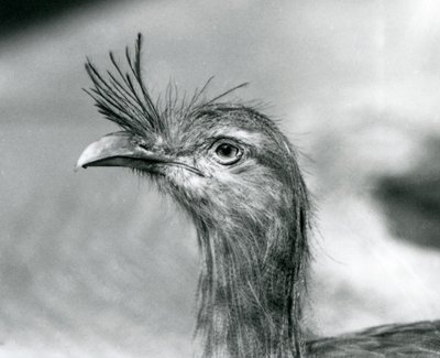 Un Seriema à pattes rouges au Zoo de Londres en 1929 (photo n/b) - Frederick William Bond