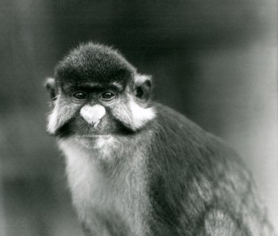 Un singe à queue rouge/à joues noires/à nez blanc/guenon à queue rouge de Schmidt, Zoo de Londres - Frederick William Bond