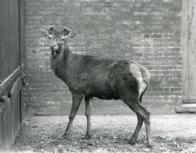 Un Cerf Rouge avec des bois en bourgeonnement, Zoo de Londres, août 1928 (photo n/b) - Frederick William Bond